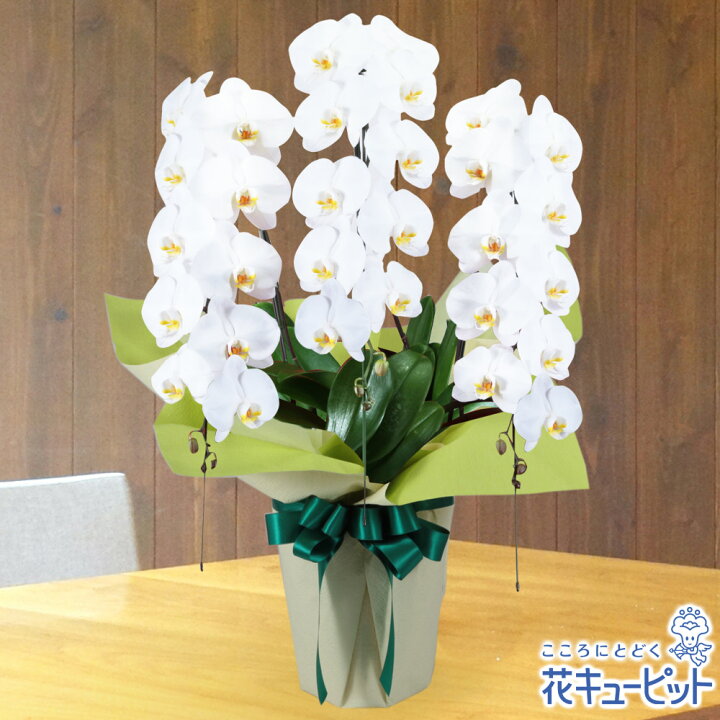 楽天市場 花鉢 お供え胡蝶蘭 供花 仏花 法事 仏事 お盆 命日 お彼岸 花キューピットのお供え胡蝶蘭 3本立 開花輪白30以上 Hd02 インターネット花キューピット
