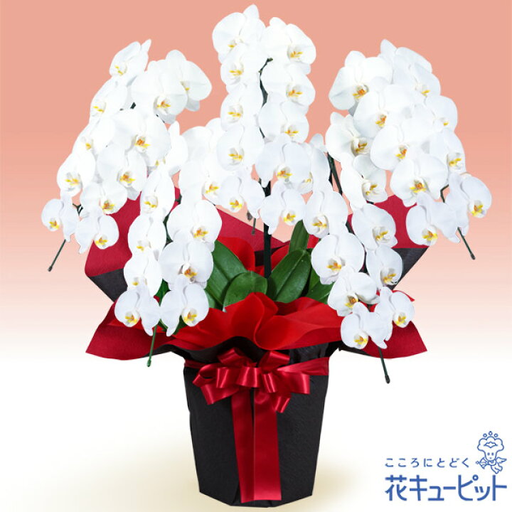 楽天市場 新築引っ越し祝い 花 ギフト 移転 記念 お祝い プレゼント花キューピットの胡蝶蘭 5本立 開花輪白50以上 赤系ラッピングyg00 インターネット花キューピット