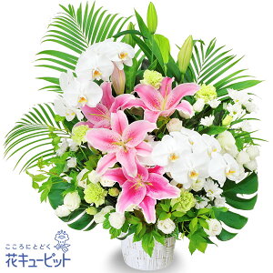 yẺ݂ԁzԃL[sbg   @v @    ~ ފ ~V~ l\  ̃AWgyr00-512078