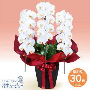 yzԃL[sbg  2026N  VN ꐳ N A N  N }t Ӓ@3{iJԗ֔30ȏjԌnbsOpp00-512529