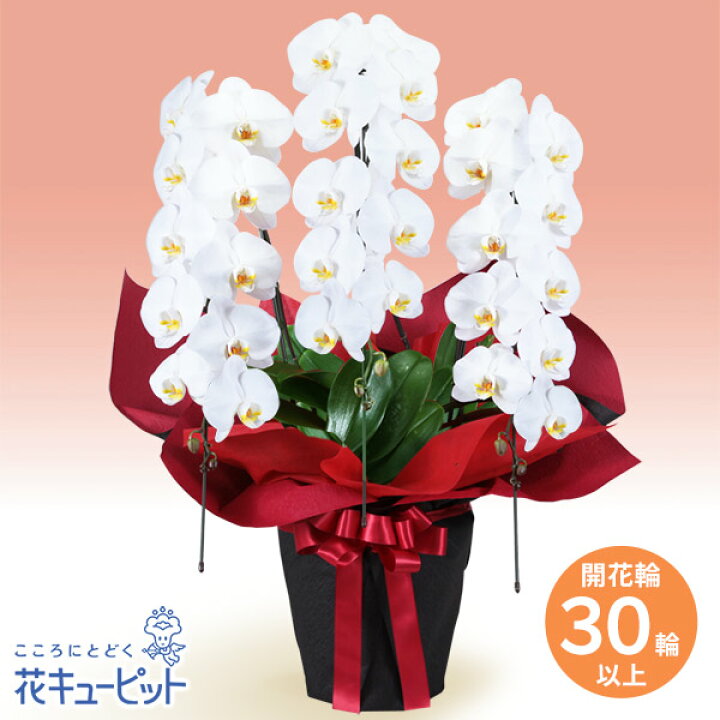 楽天市場 新築引っ越し祝い 花 ギフト 移転 記念 お祝い プレゼント花キューピットの胡蝶蘭 3本立 開花輪白30以上 赤系ラッピングyg00 インターネット花キューピット