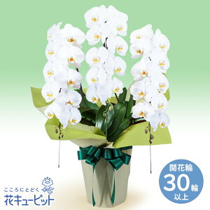 yԔiӒjzԃL[sbg   @  ~  ފ Ӓ@3{iJԗ֔30ȏjhd02-512532