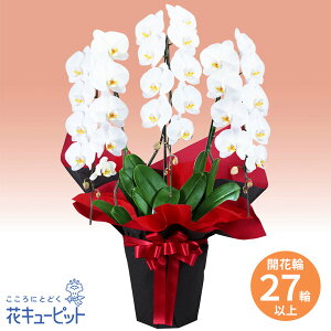 【お祝い】花キューピット 敬老の日 誕生日 歓送迎 結婚 還暦 開店開業 卒業入学 記念日 プレゼント 胡蝶蘭 3本立(開花輪白27以上)赤系ラッピングyc00-512533
