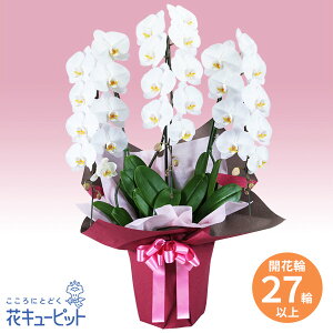 【花鉢(胡蝶蘭・洋蘭)】花キューピット お祝い 記念日 結婚 出産 送別 開店 開業 オープン 胡蝶蘭 3本立(開花輪白27以上)ピンク系ラッピングhd00-512534