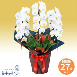 【花鉢(胡蝶蘭・洋蘭)】花キューピット お祝い 記念日 結婚 出産 送別 開店 開業 オープン 胡蝶蘭 3本立(開花輪白27以上)オレンジ系ラッピングhd00-512535
