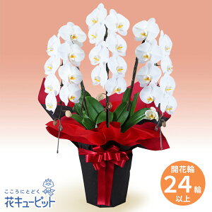 yJXjEJƏjzԃL[sbg  Mtg J ړ] z LO j v[gӒ@3{iJԗ֔24ȏjԌnbsOyf00-512537