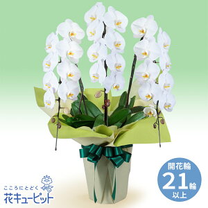 yԔiӒjzԃL[sbg   @  ~  ފ Ӓ@3{iJԗ֔21ȏjhd02-512544