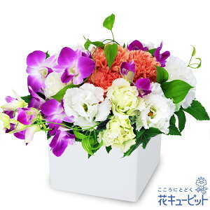 yzԃL[sbg މ@j Cj 邢 O  Mtg v[gft@̃L[uAWgyk00-524147