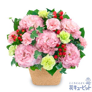 yzԃL[sbg މ@j Cj 邢 O  Mtg v[ggRLLẼi`ȃAWgyk00-524340