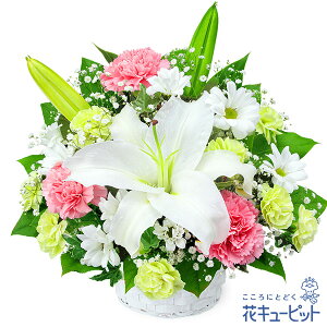yĚ݂ԁzԃL[sbg   @v @    ~ ފ ~V~ l\  ̃AWgyr00-525083