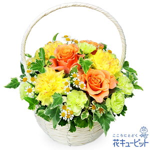 �y���������z�ԃL���[�s�b�g �މ@�j�� ���C�j�� ���邢 �O���� �� �M�t�g �v���[���g�I�����W�o���̃i�`�������o�X�P�b�gyk00-525124