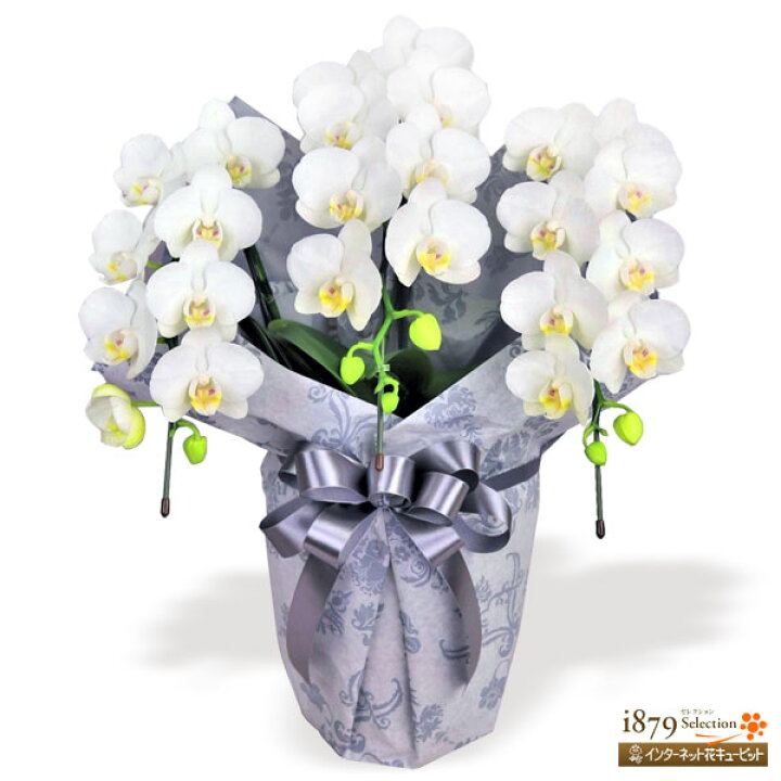 魅力的な 花鉢 お供え胡蝶蘭 供花 仏花 法事 仏事 命日 花キューピットのお供え胡蝶蘭 3本立 開花輪白27以上 Riosmauricio Com