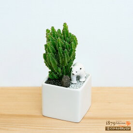 【産直　サボテン・多肉植物】花キューピット インテリア 寄せ植え ジオラマ ギフト オブジェ プレゼント 誕生日 サボテン寄せ植え（シロクマ）sk11-711408