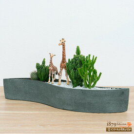 【産直　サボテン・多肉植物】花キューピット インテリア 寄せ植え ジオラマ ギフト オブジェ プレゼント 誕生日 サボテン寄せ植え（キリンの親子）sk11-711412