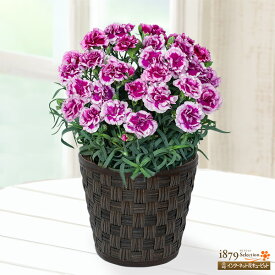 【母の日 産直花鉢植え】花キューピット【日付指定可】 女性 母 祖母 誕生日 お祝い 記念日 プレゼント 母の日 複色カーネーションの鉢植え（紫）mt04-711505