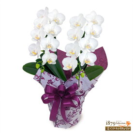 【モテギ洋蘭園胡蝶蘭・お祝い】花キューピット お誕生日 退職 開店 移転 昇進 昇格 叙勲 ミディ胡蝶蘭　白　2本立ち（16輪前後）se00-711534
