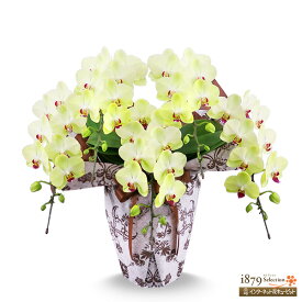 【モテギ洋蘭園胡蝶蘭・お祝い】花キューピット お誕生日 退職 開店 移転 昇進 昇格 叙勲 ミディ胡蝶蘭　イエロー　5本立ち（46輪前後）se00-711539