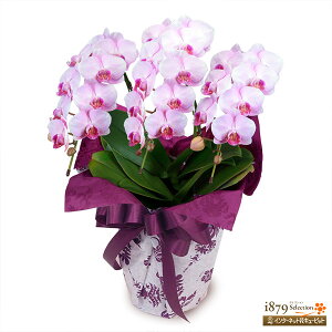 �y���e�M�m�����Ӓ����E���j���z�ԃL���[�s�b�g ���a���� �ސE �J�X �ړ] ���i ���i ���M �~�f�B�Ӓ����@�s���N�@3�{�����i30�֑O��jse00-711541