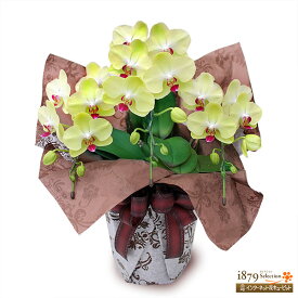 【モテギ洋蘭園胡蝶蘭・お祝い】花キューピット お誕生日 退職 開店 移転 昇進 昇格 叙勲 ミディ胡蝶蘭　イエロー　3本立ち（30輪前後）se00-711542