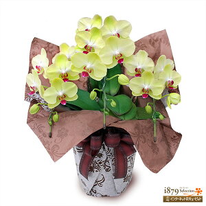 �y���e�M�m�����Ӓ����E���j���z�ԃL���[�s�b�g ���a���� �ސE �J�X �ړ] ���i ���i ���M �~�f�B�Ӓ����@�C�G���[�@3�{�����i30�֑O��jse00-711542