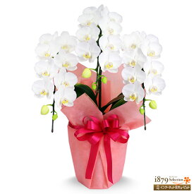【モテギ洋蘭園胡蝶蘭・お祝い】花キューピット お誕生日 退職 開店 移転 昇進 昇格 叙勲 ミディ胡蝶蘭　白　3本立ち（ピンクラッピング）se00-711545
