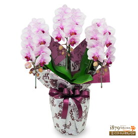 【モテギ洋蘭園胡蝶蘭・お祝い】花キューピット お誕生日 退職 開店 移転 昇進 昇格 叙勲 ミディ胡蝶蘭　ストライプ　3本立ち(24輪前後）se00-711551