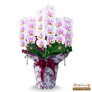 yeMmӒEjzԃL[sbg a ސE JX ړ] i i M ~fBӒ WsN 3{i24֑Ojse00-711555