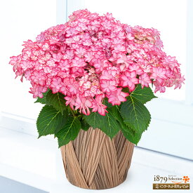 【母の日 産直花鉢植え】花キューピット【日付指定可】 女性 母 祖母 誕生日 お祝い 記念日 プレゼント 母の日 あじさいの鉢植え ひなまつり（ピンク）mt04-711575