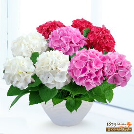 【母の日 産直花鉢植え】花キューピット【日付指定可】 女性 母 祖母 誕生日 お祝い 記念日 プレゼント 母の日 あじさいの鉢植え 3色寄せ植え（赤・白・ピンク）mt04-711577