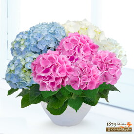【母の日 産直花鉢植え】花キューピット【日付指定可】 女性 母 祖母 誕生日 お祝い 記念日 プレゼント 母の日 あじさいの鉢植え 3色寄せ植え（青・白・ピンク）mt04-711578