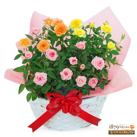 【母の日 産直花鉢植え】花キューピット【日付指定可】 女性 母 祖母 誕生日 お祝い 記念日 プレゼント 母の日 バラの鉢植え 3色寄せ植え（ピンク・黄色・オレンジ）mt04-711584