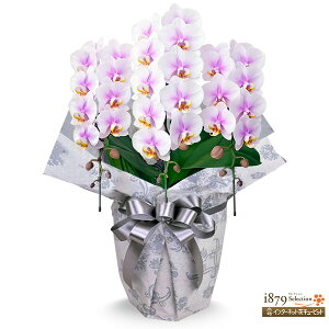 yeMmӒEzԃL[sbg   @v  ~ ފ @   ʖ  ~fBӒ@WsN@3{(24֑Ojse01-711607