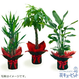 お花屋さんがお届け！観葉植物 インテリア グリーン 鉢植え おしゃれ ギフト プレゼント お祝い 開店 花キューピットの観葉植物（おまかせ）ddg00-kanyou08