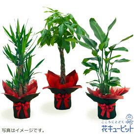 お花屋さんがお届け！観葉植物 インテリア グリーン 鉢植え おしゃれ ギフト プレゼント お祝い 開店 花キューピットの観葉植物（おまかせ）ddg00-kanyou10