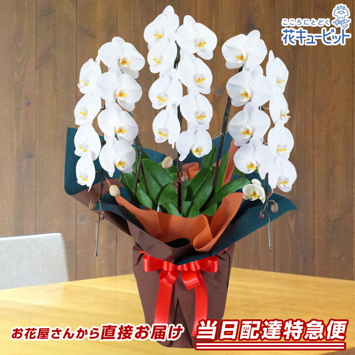 楽天市場 花鉢 胡蝶蘭 洋蘭 クイック 当日 今日 明日 退職 歓送迎 還暦 結婚 出産 開店 開業 入学 卒業 発表会 オープン 花キューピットの特急便 胡蝶蘭3本立 開花輪白24以上 オレンジ系ラッピングhdqu Qq インターネット花キューピット