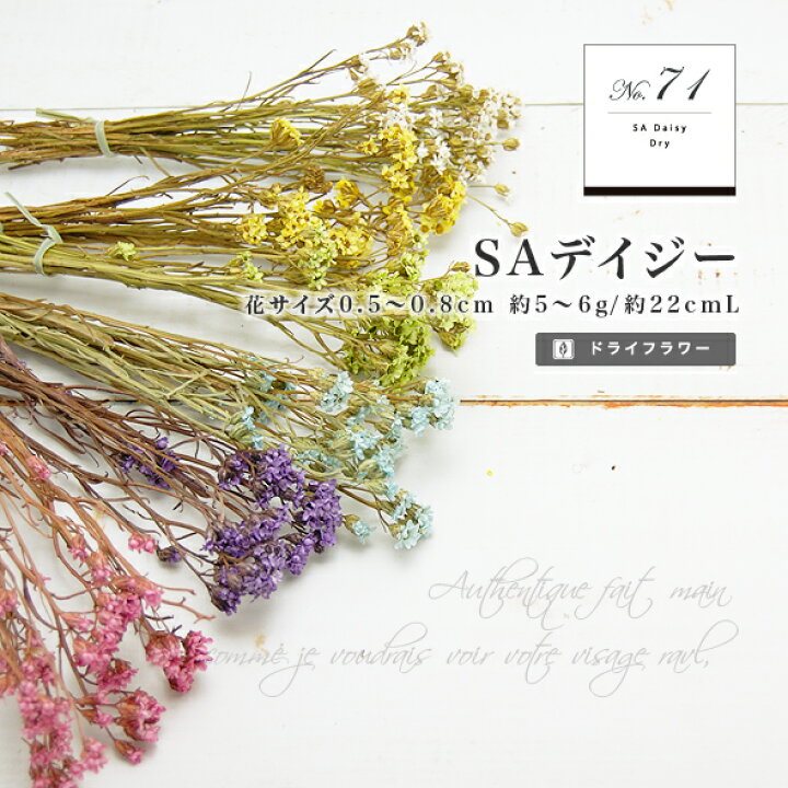 楽天市場】【小分け花材 No.71】SAデイジー（ドライフラワー/大地農園 