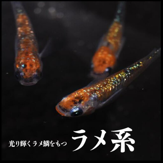 楽天市場 指宿メダカとアクアリウム商品の専門店 指宿メダカとアクアリウム いぶき トップページ