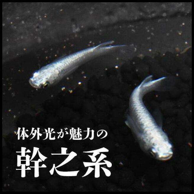 楽天市場 指宿メダカとアクアリウム商品の専門店 指宿メダカとアクアリウム いぶき トップページ