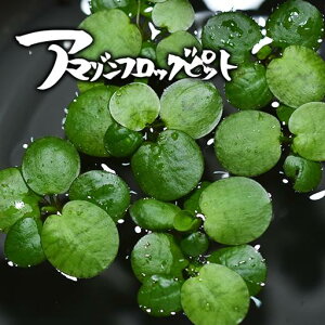 水草 アマゾンの人気商品 通販 価格比較 価格 Com