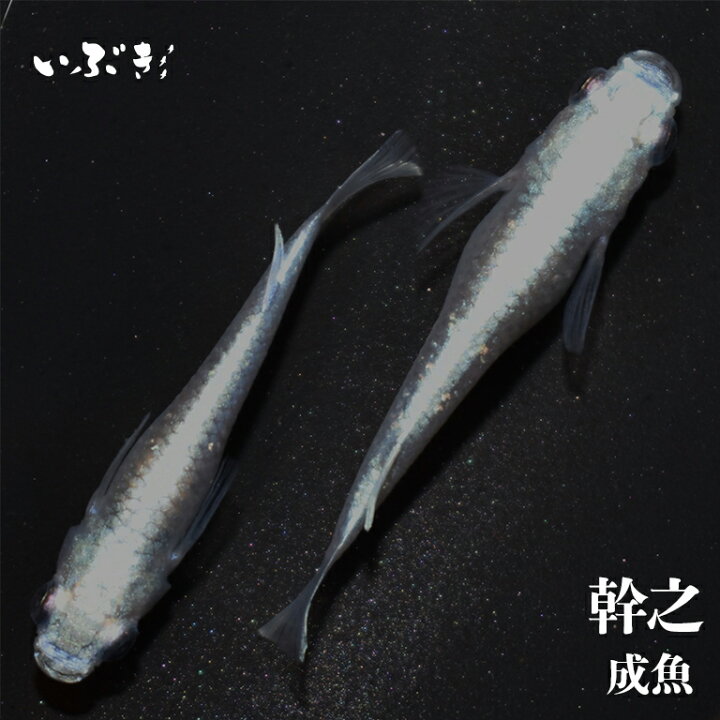 楽天市場 稚魚 幹之 みゆき 指宿 いぶすき メダカ 稚魚10匹 生体 販売 指宿メダカとアクアリウム いぶき