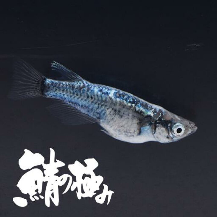 超激得sale 幹之だるま みゆきだるま 指宿 いぶすき メダカ ペア 生体 販売 Shipsctc Org