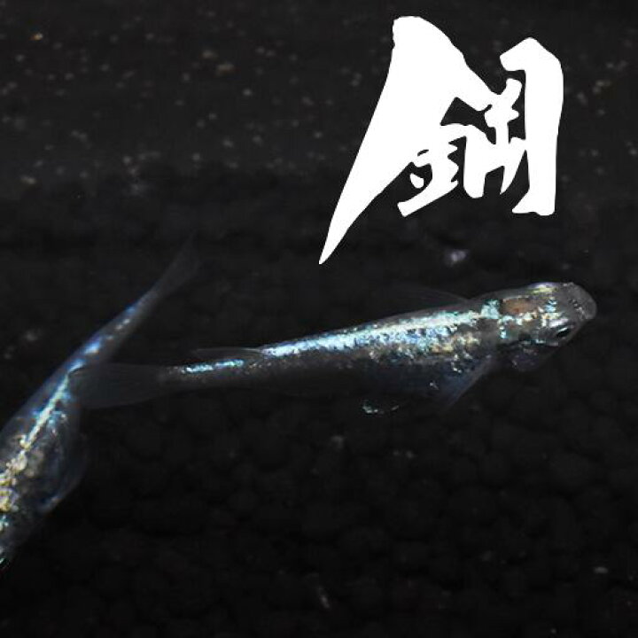 楽天市場 鋼 はがね 指宿 いぶすき メダカ ペア 生体 販売 指宿メダカとアクアリウム いぶき