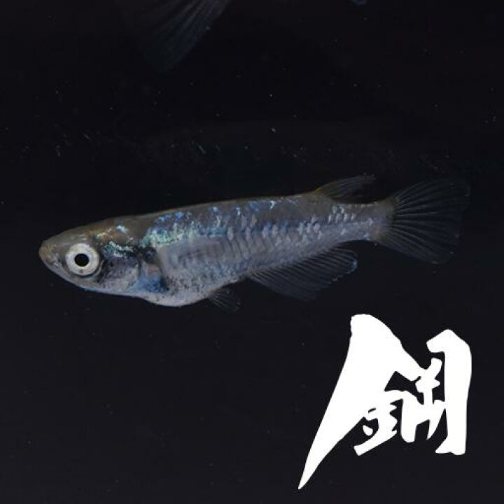 全商品オープニング価格特別価格 幹之 みゆき 指宿 いぶすき メダカ 成魚5匹 生体 販売 Shipsctc Org