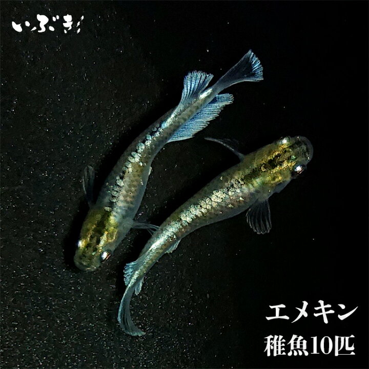 楽天市場】【稚魚】エメキン（マリアージュキッシングワイドフィン 