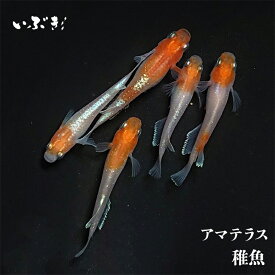 【稚魚】アマテラス(あまてらす) 指宿(いぶすき)メダカ 稚魚10匹 生体 販売 メダカ生体