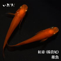 楽天市場】紅 帝 楊貴妃 メダカの通販