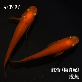紅帝（楊貴妃）(ようきひ) 指宿(いぶすき)メダカ 成魚5匹 生体 販売 メダカ生体