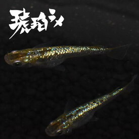 楽天市場 メダカ ペアの通販 楽天市場 メダカ ペアの通販