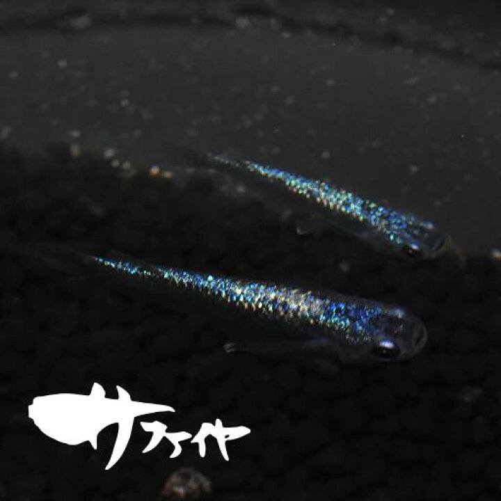 オロチ おろち いぶすき ペア メダカ 指宿 生体 販売 肌触りがいい 指宿 オロチ おろち いぶすき ペア メダカ 指宿 生体 販売 肌触りがいい 指宿