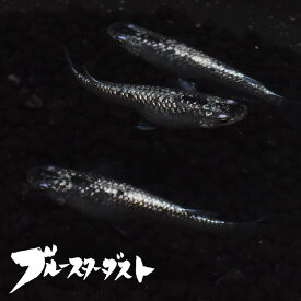 楽天市場 ブルー 種 観賞魚 メダカ 観賞魚の生態環境淡水 観賞魚 熱帯魚 アクアリウム ペット ペットグッズの通販